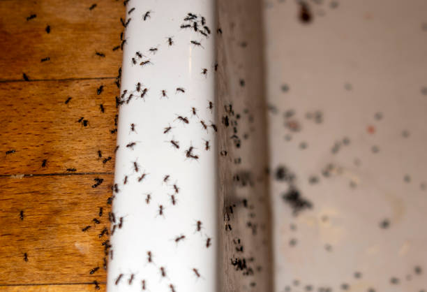 Best Pest Control Near Me  in New Roads, LA